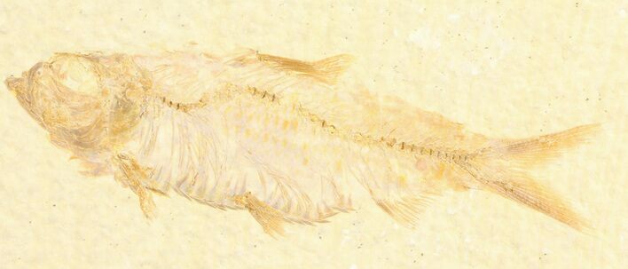 Detailed, Knightia Fossil Fish - Wyoming #78320
